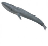 COLLECTA mėlynasis banginis (XL), 88834