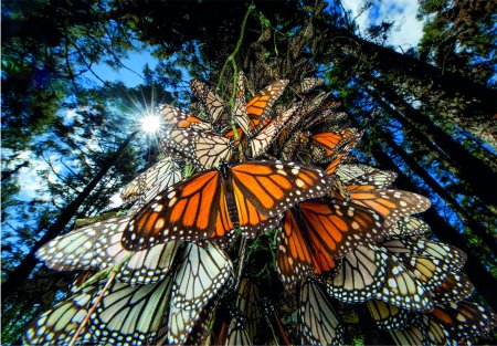 CLEMENTONI dėlionė Monarch Butterfly, 1000d., 39732 39732